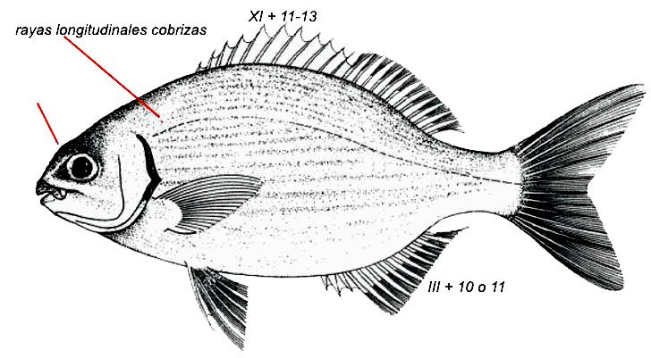 Kyphosus sectatrix_01.jpg